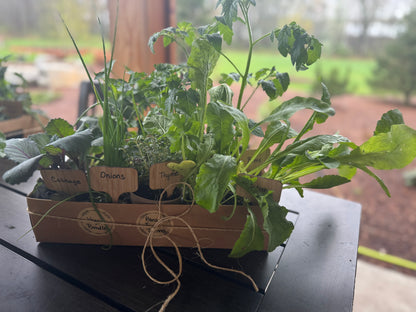 Beginner Veggie Bundle