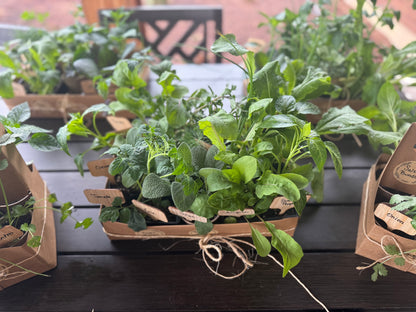 Beginner Veggie Bundle