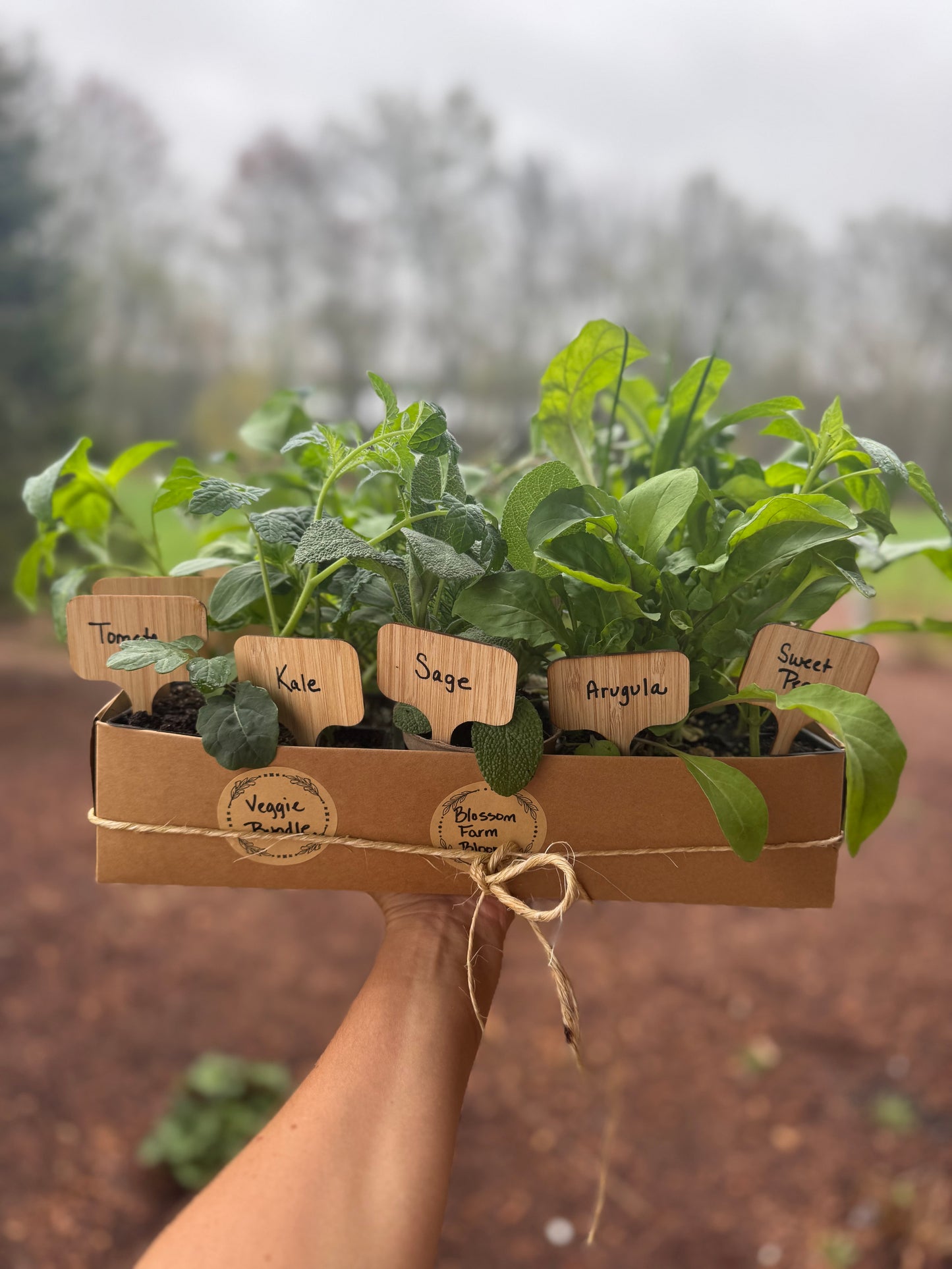 Beginner Veggie Bundle