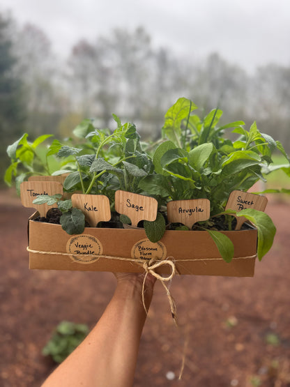 Beginner Veggie Bundle