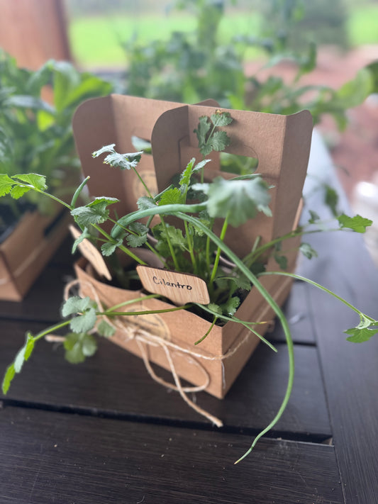 Salsa Bundle
