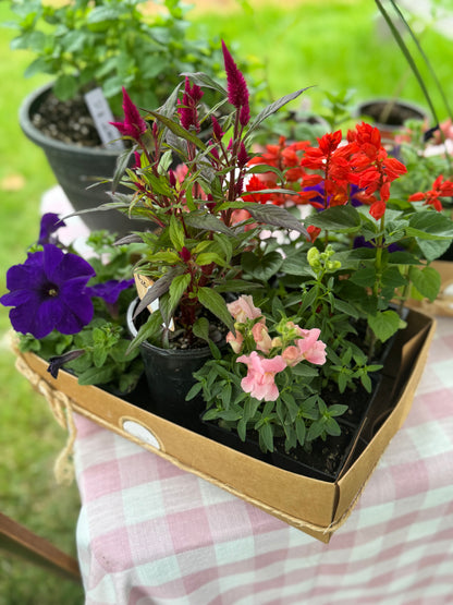 Porch It Pretty Bundle