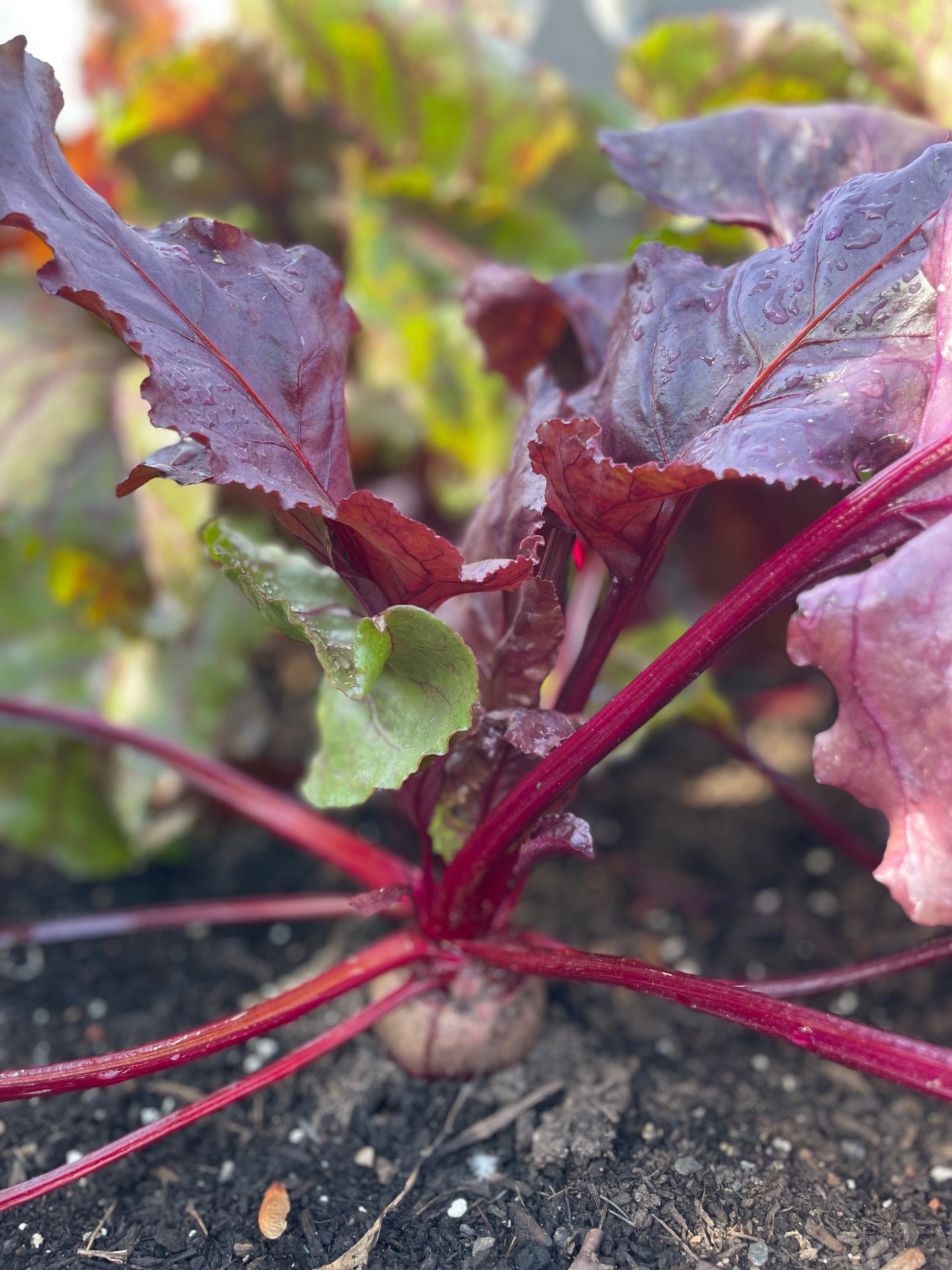 Beets